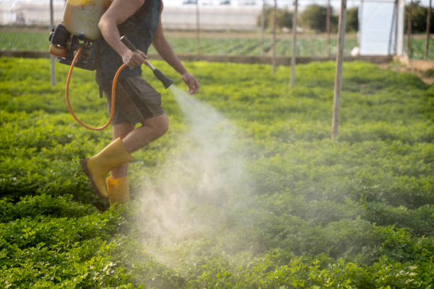 Best Local Pest Control Services  in Walnut Grove, CA