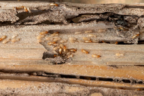 Wildlife Control Services in Walnut Grove, CA